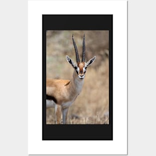 Thomson's Gazelle, Serengeti, Tanzania. Posters and Art